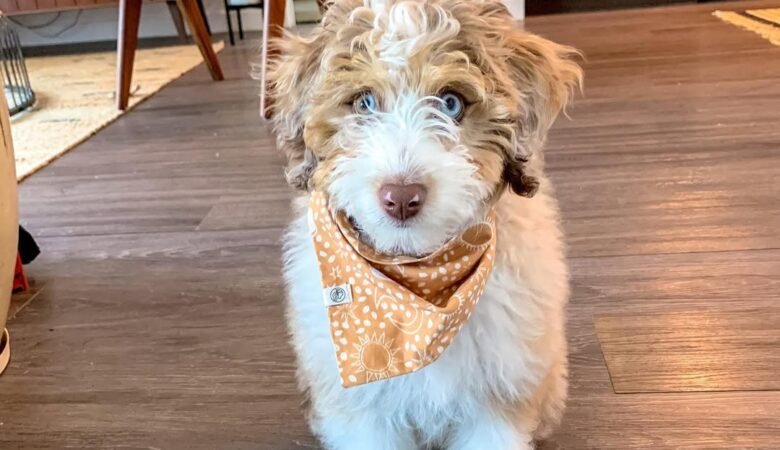 Maze, Female f1 mini Aussiedoodle