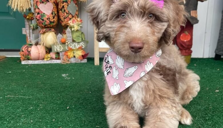Pixie, Female f1 mini Aussiedoodle