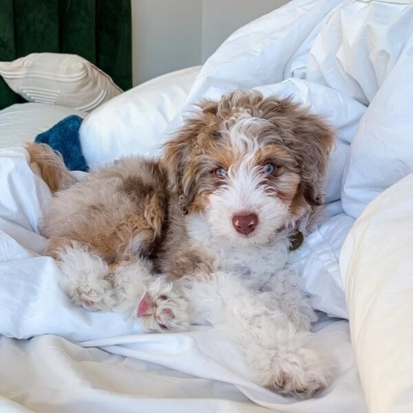 Blue Merle Aussiedoodle Puppies for Sale Near Me