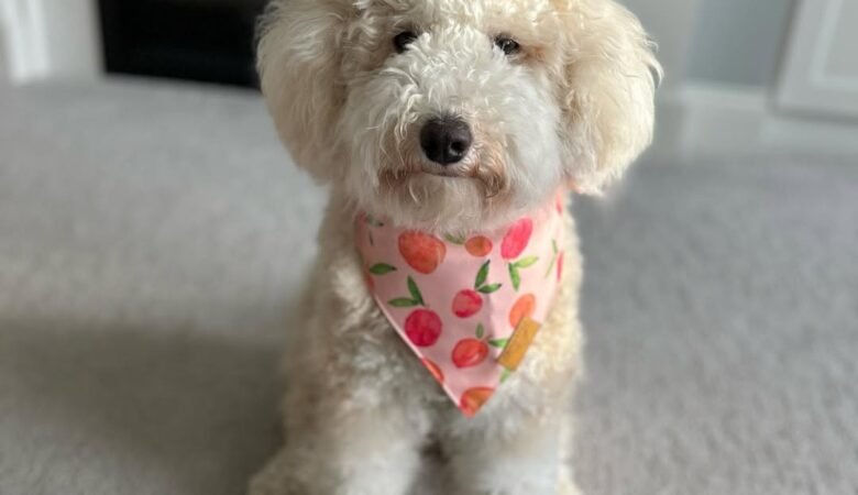 True, Female f1b mini Aussiedoodle