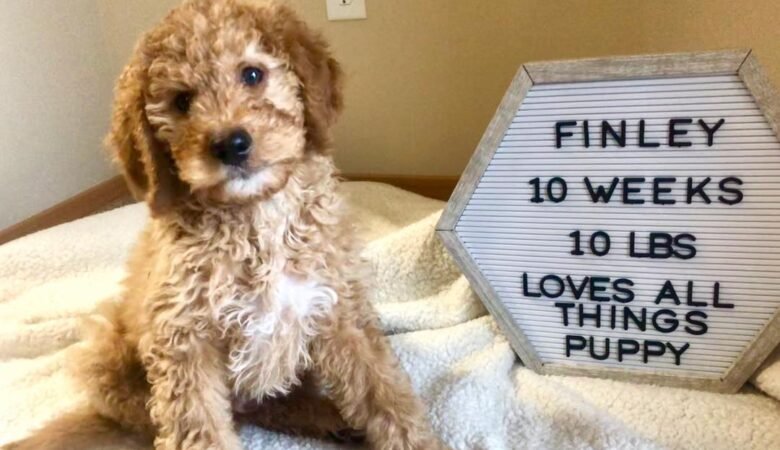 Finley, Male f1b Mini Goldendoodle