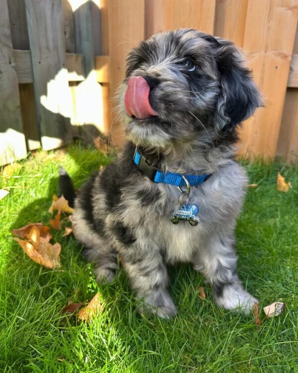 Miniature Aussiedoodle Puppies for Sale