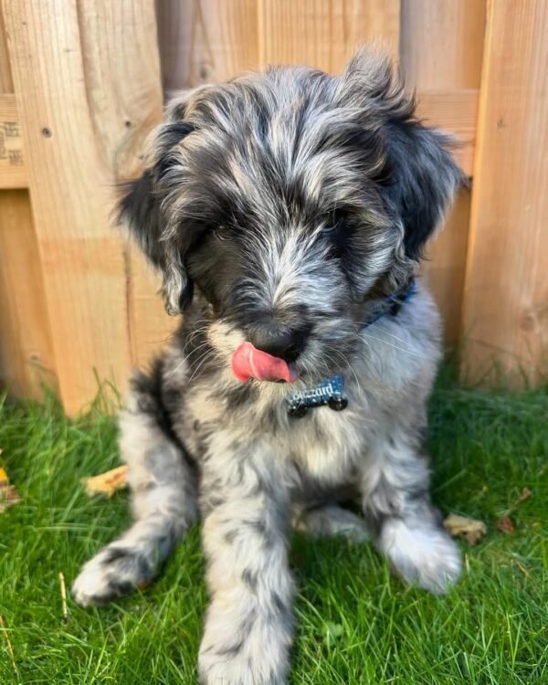 Miniature Aussiedoodle Puppies for Sale