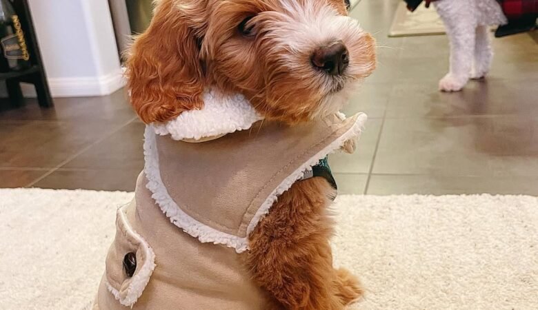 Maple, Female f1b mini Aussiedoodle