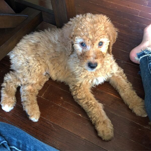 Toy Goldendoodle Puppies for Sale Near Me