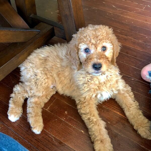 Toy Goldendoodle Puppies for Sale Near Me