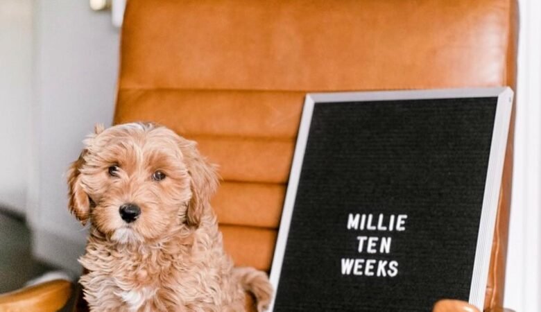 Millie, Female f2b mini labradoodle