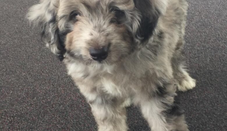 Ozzy, Male f1b standard Aussiedoodle