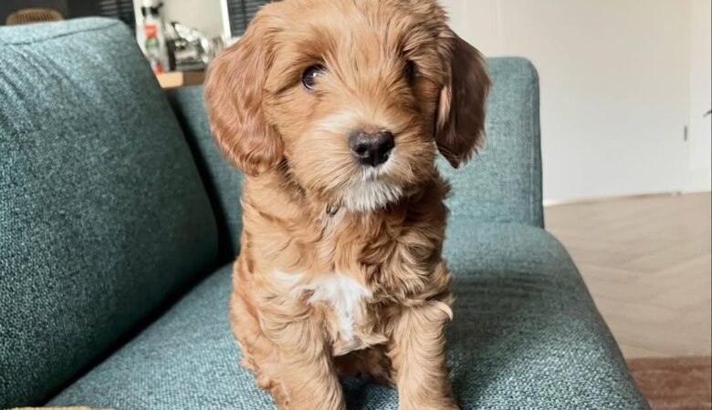 Ollie, Female f1 mini labradoodle