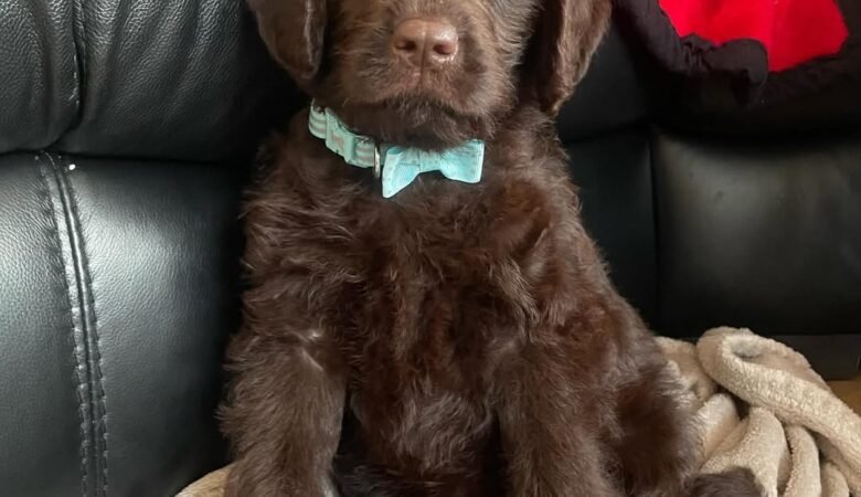 Milo, Male f1 Standdard labradoodle