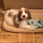 Australian Labradoodle Puppies for Sale Near Me