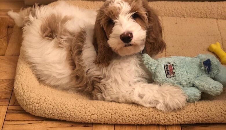 Arlo, Male f1 mini labradoodle