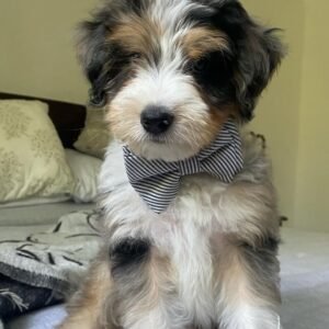 F1 Aussiedoodle Puppies for Sale