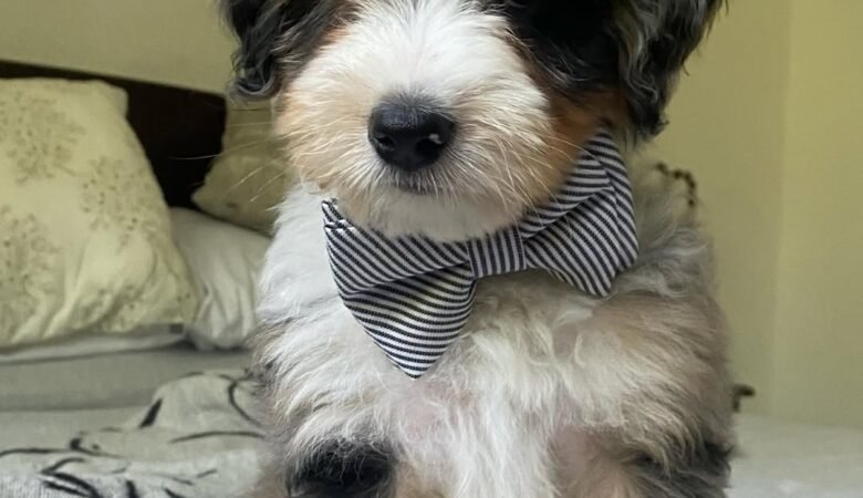 Oslo, Female f1 mini Aussiedoodle