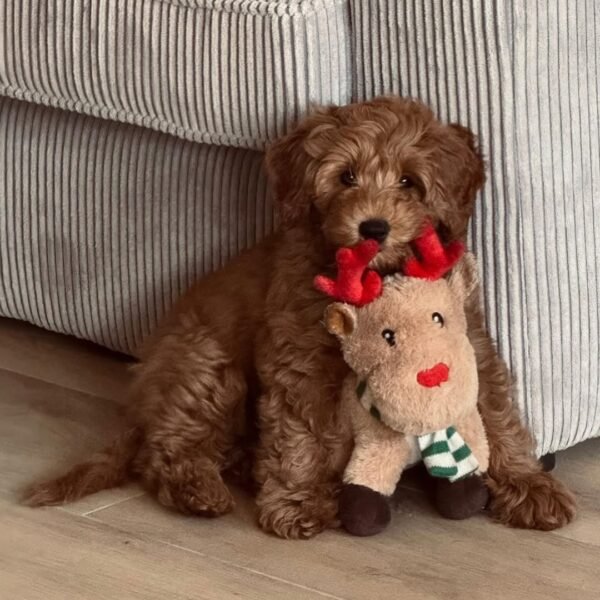 Black Labradoodle Puppies for Sale Near Me