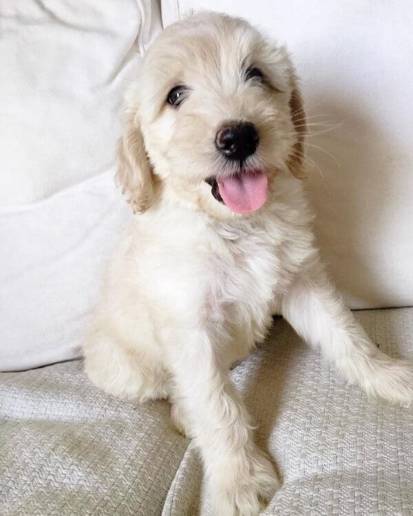 Cheap Goldendoodle Puppies for Sale