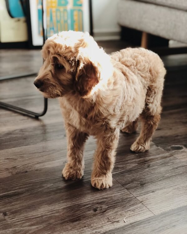 F1 Goldendoodle Puppies for Sale