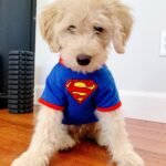 Cheap Goldendoodle Puppies for Sale