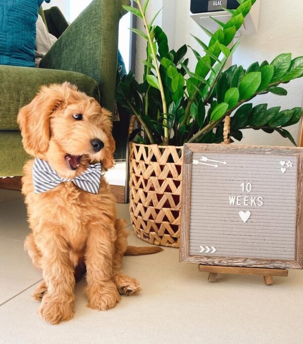 Toy Goldendoodle Puppies for Sale