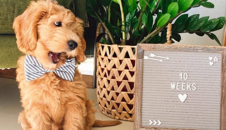 Bruni, Male f2b mini Goldendoodle