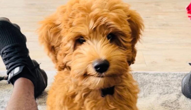 River, Male f1b standard labradoodle