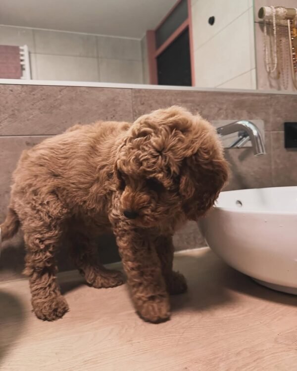 Toy Labradoodle Puppies for Sale Near Me