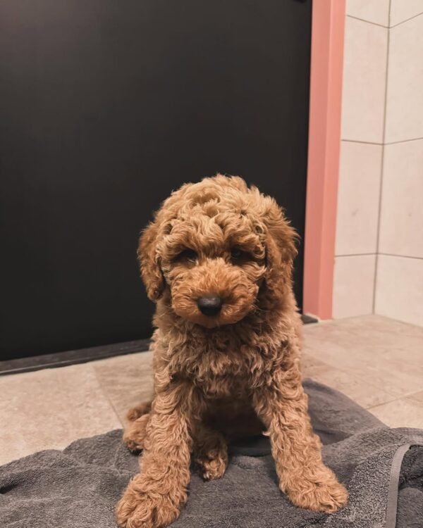 Toy Labradoodle Puppies for Sale Near Me