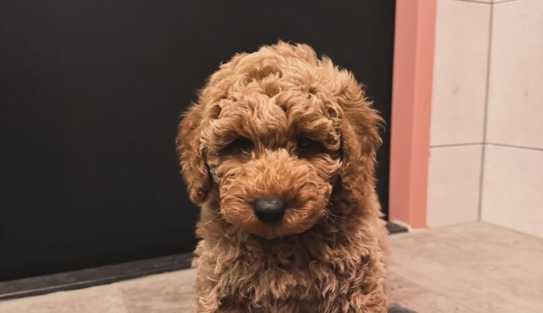 Nala, Female f1 mini labradoodle