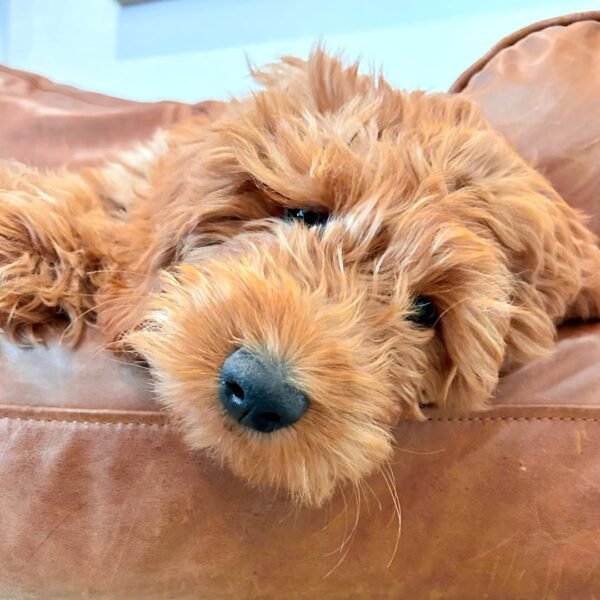 Standard Goldendoodle Puppies For Sale