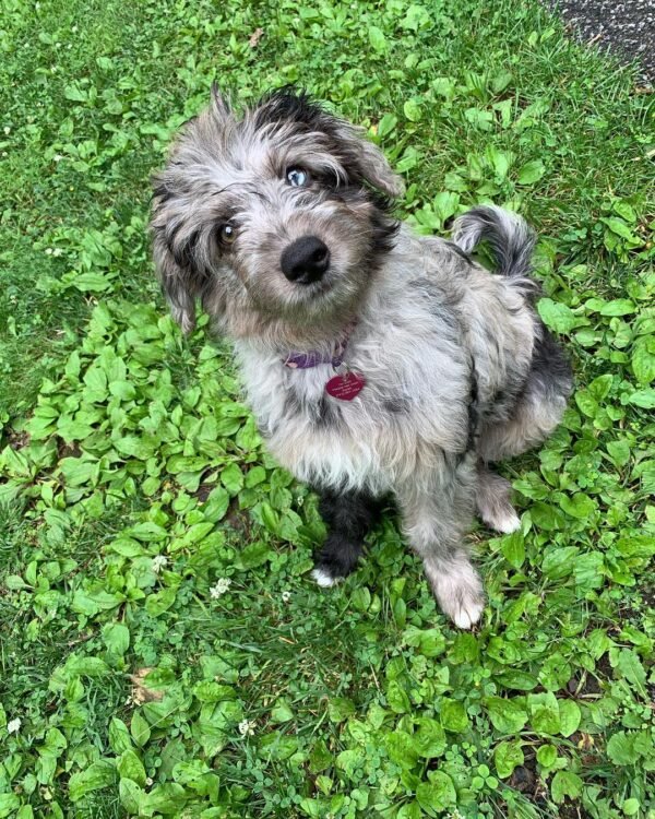 Toy Aussiedoodle Puppies for Sale Near Me