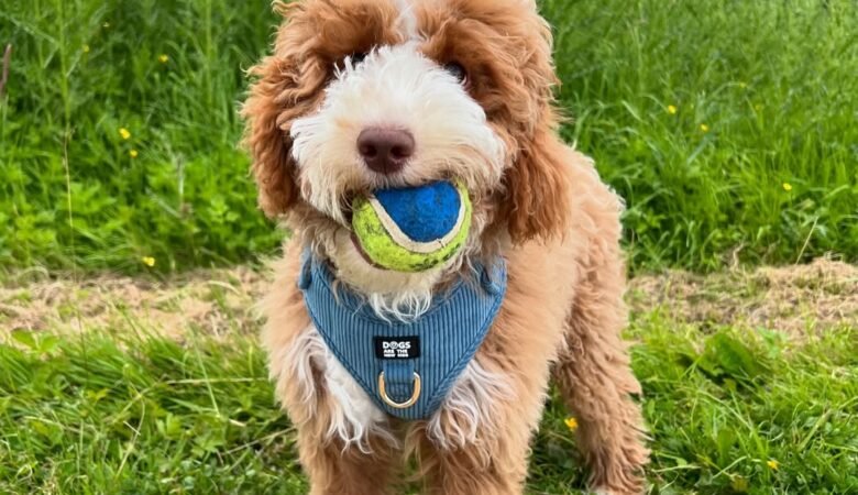Odie, Male f1 mini labradoodle