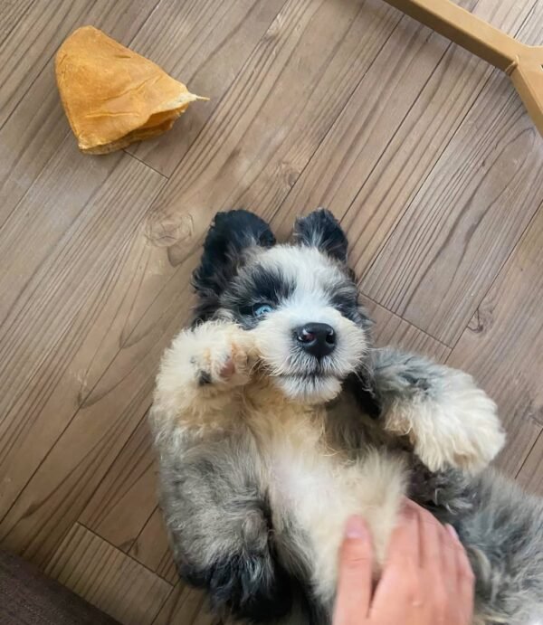 Toy Aussiedoodle Puppies for Sale