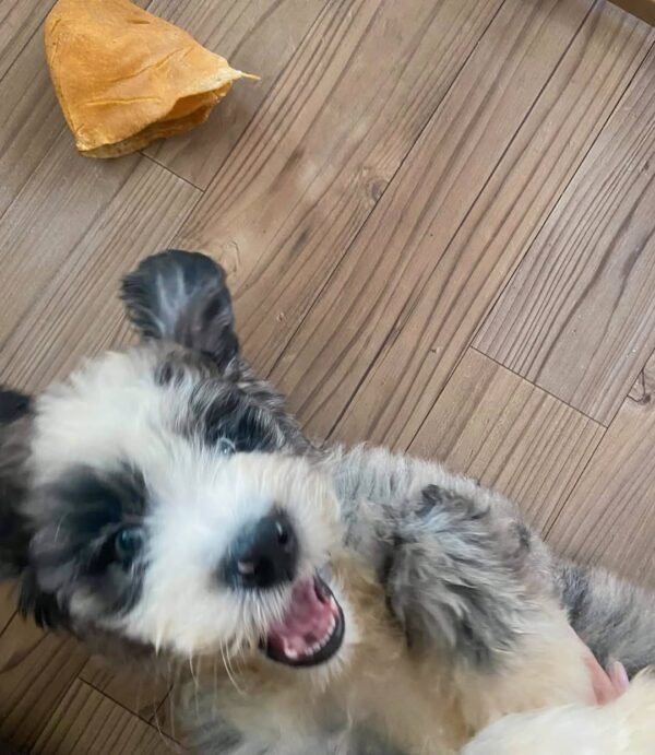 Toy Aussiedoodle Puppies for Sale