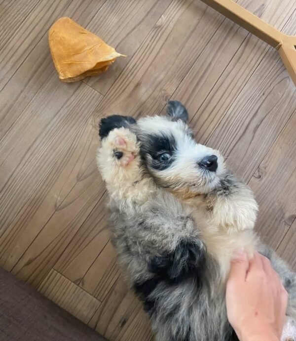 Toy Aussiedoodle Puppies for Sale