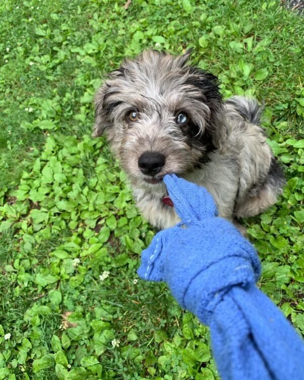 Toy Aussiedoodle Puppies for Sale Near Me