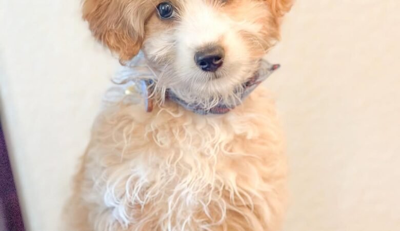 Teddy, Female f1b mini Aussiedoodle
