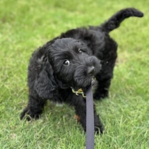 Toy Labradoodle Puppies for Sale