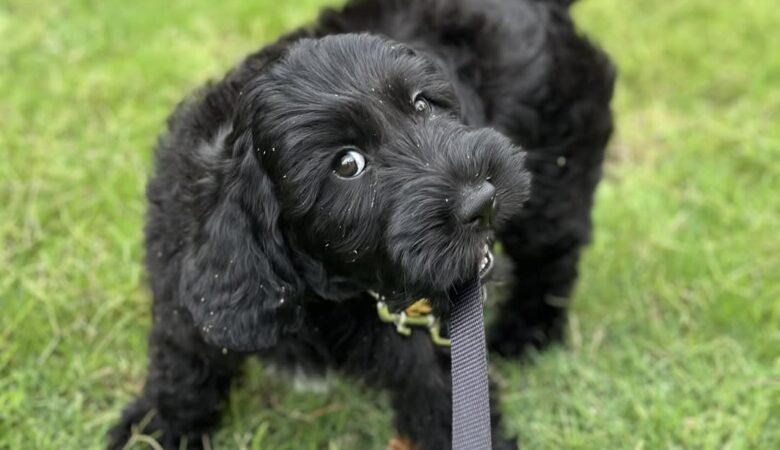 Henry, Male f1b mini labradoodle