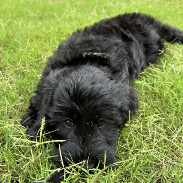 Toy Labradoodle Puppies for Sale