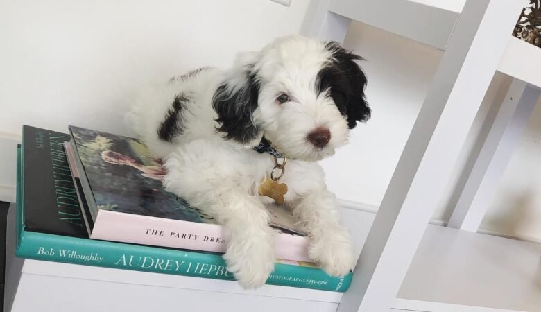 Georgie, Female f3 mini labradoodle