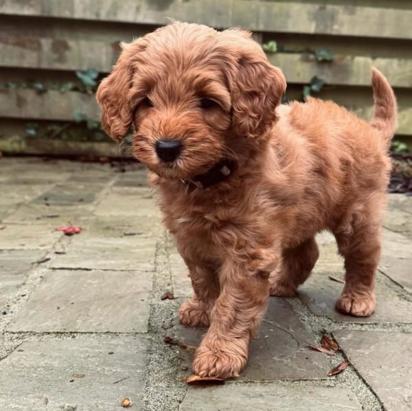 Black Labradoodle Puppies for Sale Near Me