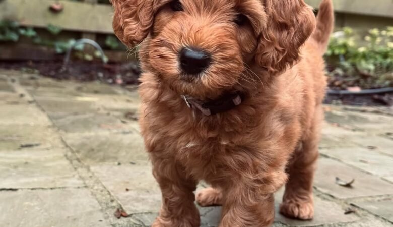 Mylo, Male f1b mini labradoodle