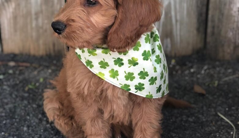 Albus, Male f2b mini Goldendoodle