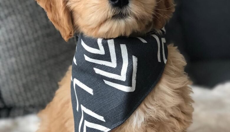 Franklin, f1 Male mini Goldendoodle