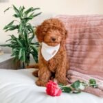 Goldendoodle Puppies for Sale F1B