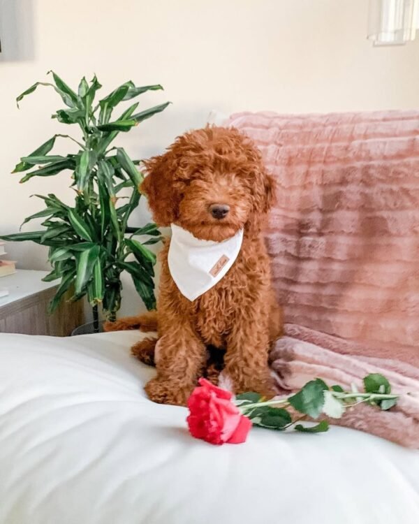 Goldendoodle Puppies for Sale F1B