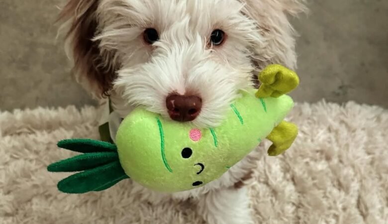 Pluto, Male f1b mini Aussiedoodle