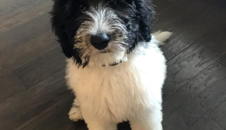 Posie, Female f1 standard labradoodle