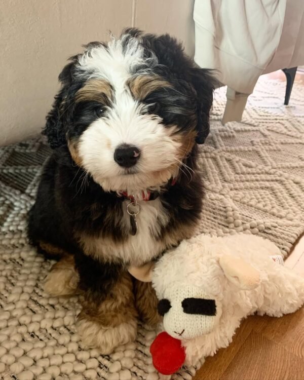 Chocolate Bernedoodle Puppies for Sale Near Me