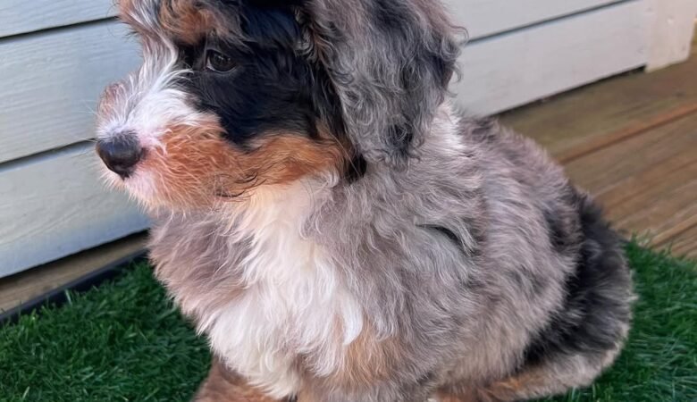 Walter, Male F1 Mini Bernedoodle